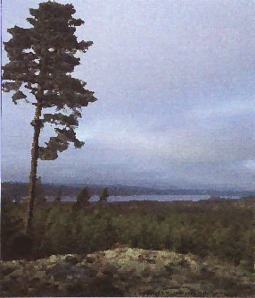 Ral&aring;ngen i Olja&COPY;Harry Salmgren