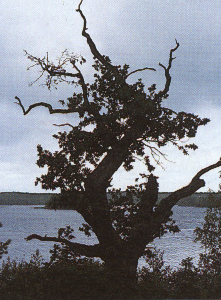 Trolskt landm&auml;rke&COPY;Harry Salmgren
