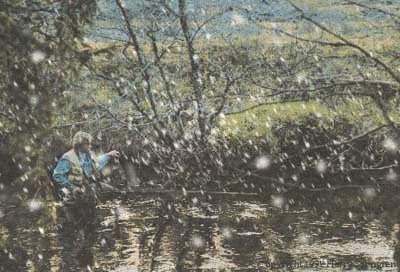 If you want to succeed fishing an unfamiliar stream, why not go with someone visiting it every day! /Harry Salmgren