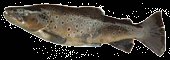 Fiska &ouml;ring