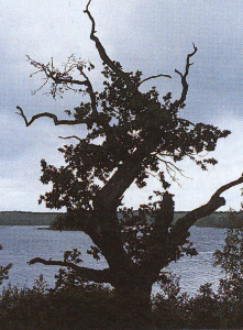 Trolskt landm&auml;rke&COPY;Harry Salmgren
